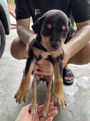 Hershey  - Rottweiler Mix Dog