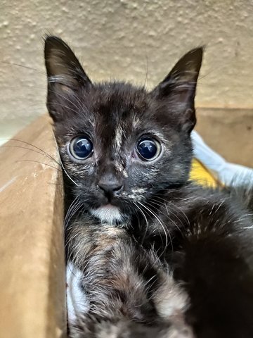 Mocha - Domestic Short Hair + Tortoiseshell Cat