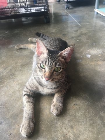 Miss Belang  - Domestic Short Hair Cat