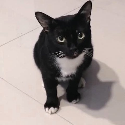 Buddy - Tuxedo Cat