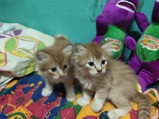 Copper And Ginger  - Domestic Medium Hair + Persian Cat