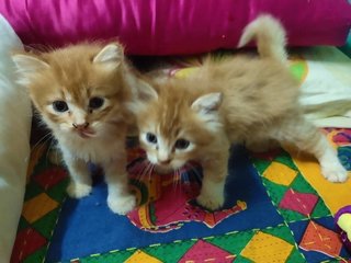 Copper And Ginger  - Domestic Medium Hair + Persian Cat