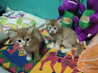 Copper And Ginger  - Domestic Medium Hair + Persian Cat