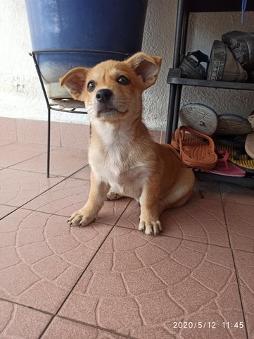 Tomato - Mixed Breed Dog