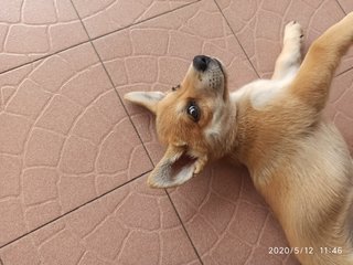 Tomato - Mixed Breed Dog