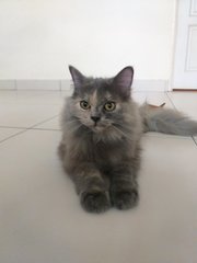 Hershey - Domestic Long Hair + Persian Cat