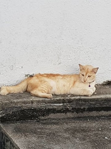 Sadie - Domestic Short Hair + Exotic Shorthair Cat