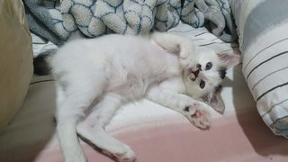 Mikkal - Domestic Short Hair Cat