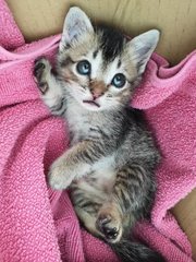 Dory - Domestic Short Hair + Tabby Cat