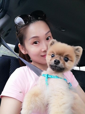 Kimi - Pomeranian Dog