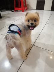 Kimi - Pomeranian Dog