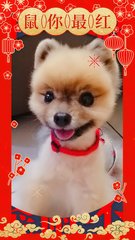 Kimi - Pomeranian Dog