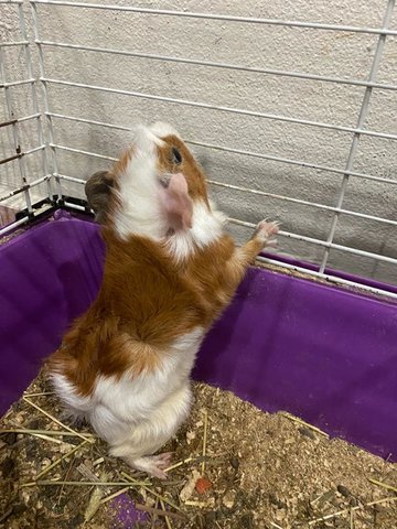 Guinea Pig - Guinea Pig Small & Furry