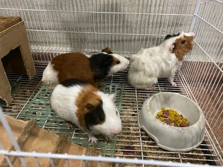 Guinea Pig - Guinea Pig Small & Furry