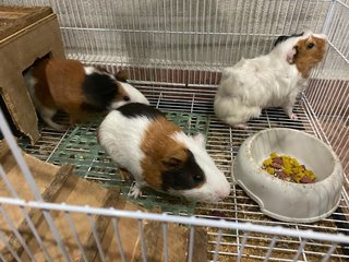 Guinea Pig - Guinea Pig Small & Furry