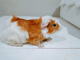 Guinea Pig - Guinea Pig Small & Furry