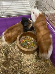 Guinea Pig - Guinea Pig Small & Furry