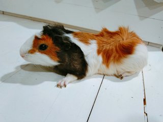 Guinea Pig - Guinea Pig Small & Furry