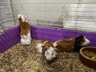 Guinea Pig - Guinea Pig Small & Furry