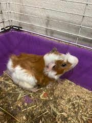 Guinea Pig - Guinea Pig Small & Furry