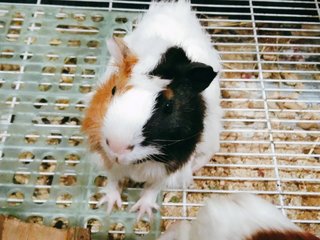 Guinea Pig - Guinea Pig Small & Furry