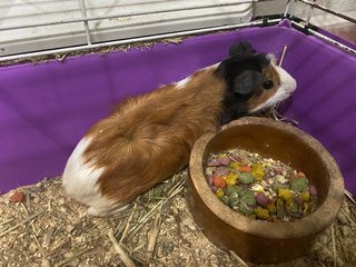 Guinea Pig - Guinea Pig Small & Furry