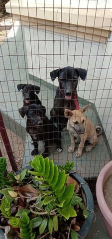 Black Small  - Mixed Breed Dog