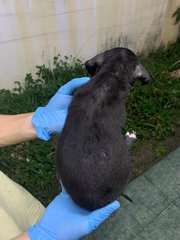 Black Small  - Mixed Breed Dog