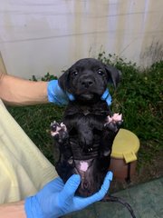 Black Small  - Mixed Breed Dog