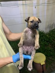 Black Small  - Mixed Breed Dog