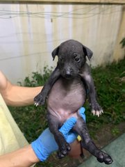 Black Small  - Mixed Breed Dog