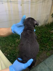 Black Small  - Mixed Breed Dog