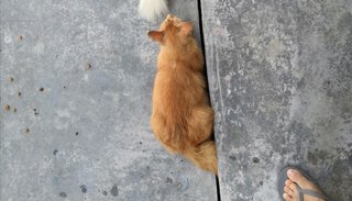 Orange  - Domestic Medium Hair + Domestic Long Hair Cat