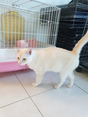 Cream Kitty - Domestic Short Hair Cat