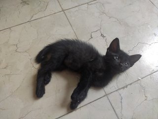 Salem - Domestic Short Hair Cat