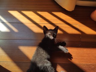 Salem - Domestic Short Hair Cat