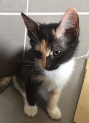 Mochi - Domestic Medium Hair + Calico Cat