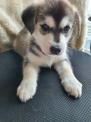 Husky Mix Medium Size - Husky Mix Dog