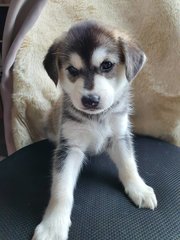 Husky Mix Medium Size - Husky Mix Dog