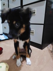 Sasha - Australian Shepherd Mix Dog