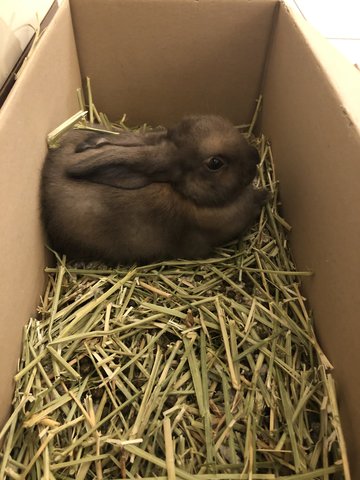 PF98792 - Dwarf + Holland Lop Rabbit