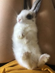 PF98792 - Dwarf + Holland Lop Rabbit