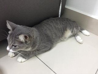 Rella  - British Shorthair Cat