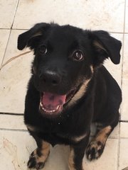 Robert - Golden Retriever + Black Labrador Retriever Dog