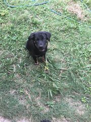 Robert - Golden Retriever + Black Labrador Retriever Dog