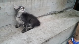 PF98806 - Domestic Short Hair Cat
