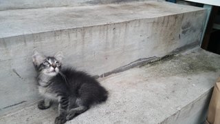 PF98806 - Domestic Short Hair Cat