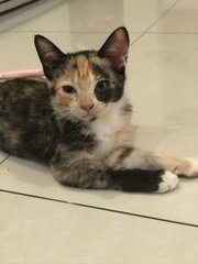 Hazel - Domestic Short Hair Cat