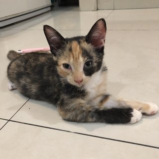 Hazel - Domestic Short Hair Cat