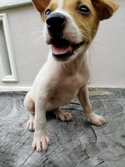 Pizza - Mixed Breed Dog